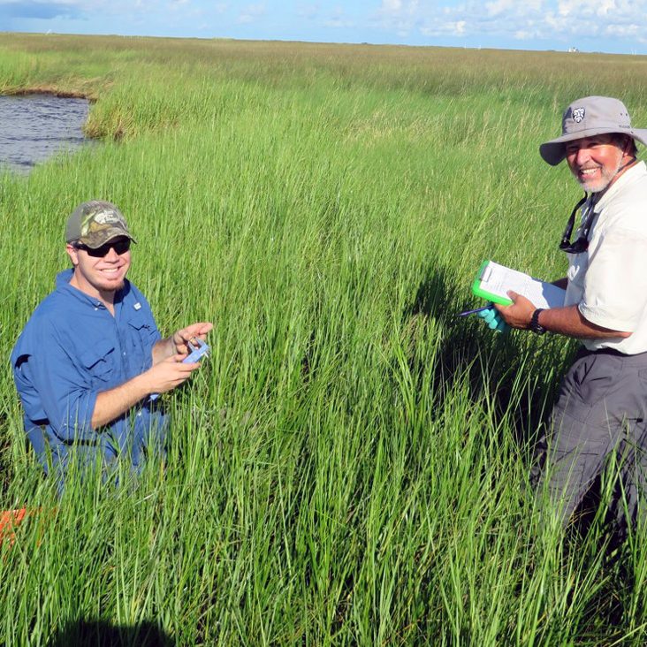 BourgoinDeisBarataria-WEB Stefan Bourgoin and Don Deis sampling fiddler crabs and periwinkles at a study site in Barataria Bay, Louisiana. (Provided by Don Deis)