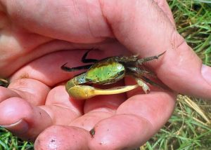 Lead study author Scott Zengel holds a Uca longisignalis, the dominant fiddler crab in the marshes. (Provided by Don Deis)