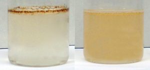 This figure depicts two vials in which a thin layer of crude oil was placed over simulated sea water. Different dispersants were added to each vial, and the vials were lightly shaken and photographed 30 minutes later. The left vial shows an example of bad or ineffective emulsion, where the crude oil remains as a dark brown slick on the water’s surface and the water column contains negligible oil. The right vial shows an example of good and effective emulsion, where the crude oil is dispersed into small droplets in the water column. (Photos by Jasmin Athas)