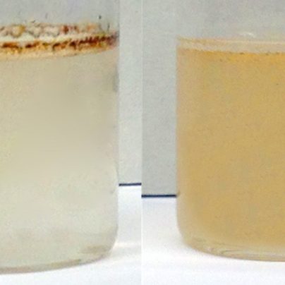 This figure depicts two vials in which a thin layer of crude oil was placed over simulated sea water. Different dispersants were added to each vial, and the vials were lightly shaken and photographed 30 minutes later. The left vial shows an example of bad or ineffective emulsion, where the crude oil remains as a dark brown slick on the water’s surface and the water column contains negligible oil. The right vial shows an example of good and effective emulsion, where the crude oil is dispersed into small droplets in the water column. (Photos by Jasmin Athas)