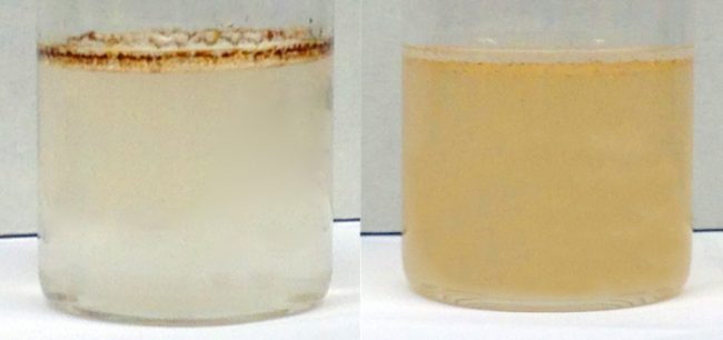 This figure depicts two vials in which a thin layer of crude oil was placed over simulated sea water. Different dispersants were added to each vial, and the vials were lightly shaken and photographed 30 minutes later. The left vial shows an example of bad or ineffective emulsion, where the crude oil remains as a dark brown slick on the water’s surface and the water column contains negligible oil. The right vial shows an example of good and effective emulsion, where the crude oil is dispersed into small droplets in the water column. (Photos by Jasmin Athas)