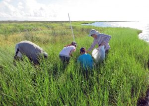 Qianxin Lin, Rita Riggio, and Jiaoyou Wang of Louisiana State University and Sean Graham of Nichols State University collect samples for the various components of the study, including soil, vegetation, microalgae, meiofauna, and soil bacteria. (Provided by Don Deis)