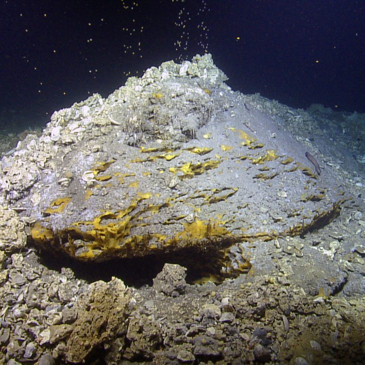 Wang_Bubbles-WEB Sleep Dragon seep site in the Gulf of Mexico. (Photo by Ocean Exploration Trust, Inc./GISR)