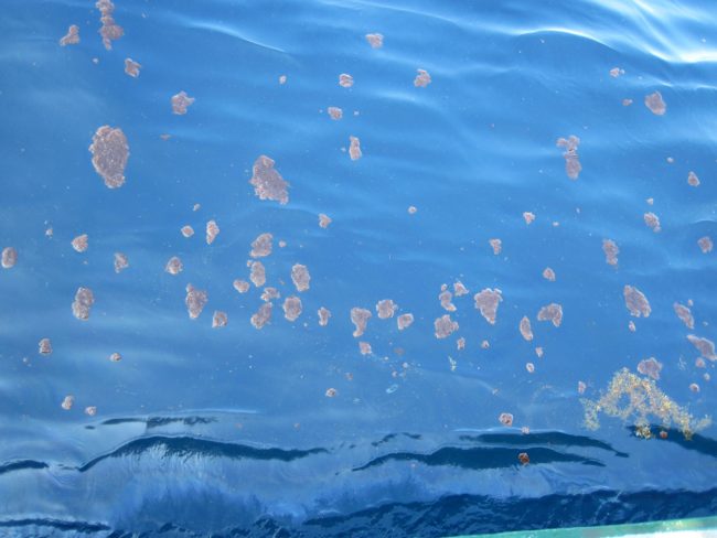 A photograph of oil-marine snow aggregates at the water’s surface in the Gulf of Mexico, May 2011. (Photo by Andrew Warren)