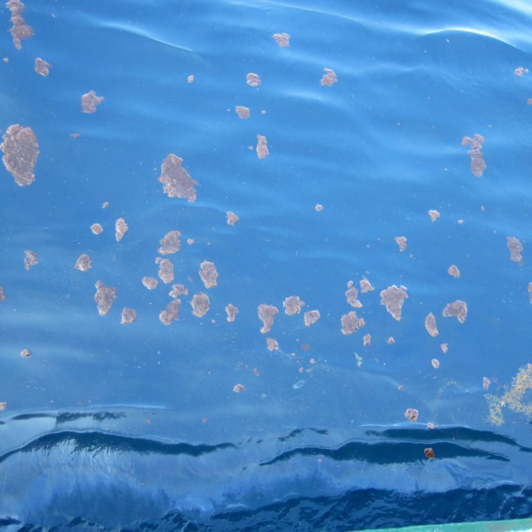 Burd_Oil-aggregates-WEB A photograph of oil-marine snow aggregates at the water’s surface in the Gulf of Mexico, May 2011. (Photo by Andrew Warren)