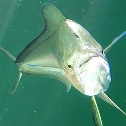 recover_mahi-mahi_slider