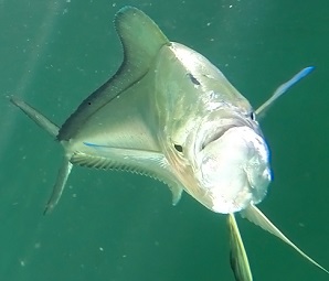 recover_mahi-mahi_slider
