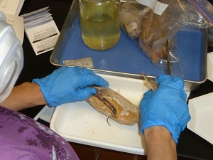 tarnecki_fiahguts_slider