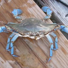bluecrab_niegel_slider