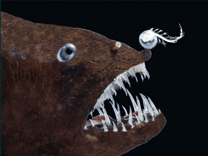 deepend_linophryne-sp-adult-female-image-no5-lr-c_slider