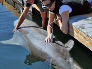 smithultrasound2_slider