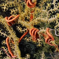 GIRARD_Coral_slider