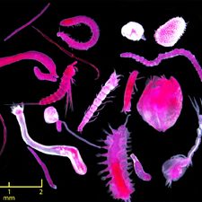 Thomas_eukaryotes_slider