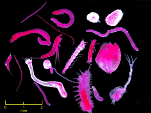 Thomas_eukaryotes_slider