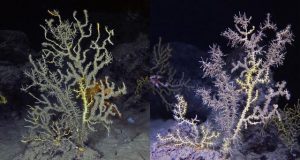 An impacted coral imaged in 2011 (left) and 2016 (right). Part of this coral has visibly recovered, but most of the colony was still heavily impacted six years post-spill. (Image by Fanny Girard)