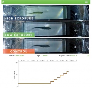 Visitors to the Virtual Lab see an experiment showing how the swimming performance of Mahi mahi are affected by different levels of oil exposure. The chart below the fish tracks performance. (Photo provided by RECOVER)