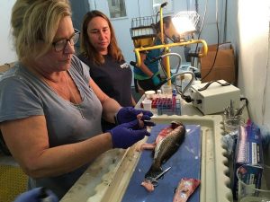 Dr. Dana Wetzel (left) of the Mote Marine Laboratory, preparing fish tissue samples to send to laboratories that will study how the fish was affected by oil. (Courtesy David Levin)