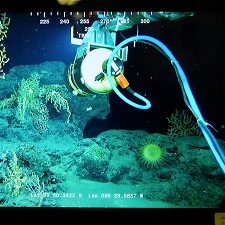 ROV video feed. Credit: ECOGIG