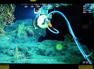 unnamed (2)_slider ROV video feed. Credit: ECOGIG