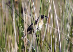 A Seaside Sparrow (Ammodramus maritimus) in the salt marshes. (Photo by Andrea Bonisoli Alquati)