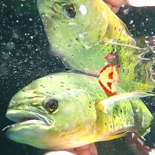 Scientists place satellite tags on mahi mahi to study their activity. Photo by RECOVER.