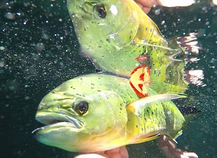 unnamed_slider Scientists place satellite tags on mahi mahi to study their activity. Photo by RECOVER.