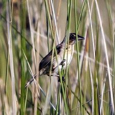 unnamed_slider A Seaside Sparrow (Ammodramus maritimus) in the salt marshes. (Photo by Andrea Bonisoli Alquati)