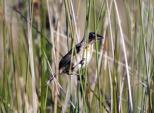 A Seaside Sparrow (Ammodramus maritimus) in the salt marshes. (Photo by Andrea Bonisoli Alquati)