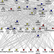 Figure_slider The authors created a salt marsh food web with oil sensitivity ratings for each species or node. Clear circles indicate no data available. Blue, yellow, and red circles depict sensitivity scores of 0, 1, and 2, respectively. Nodes are arranged so that trophic level increases vertically. (Provided by Michael McCann)