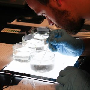 Ph.D student Jason Magnuson collects embryos at the University of Miami RSMAS. Photo provided by RECOVER.