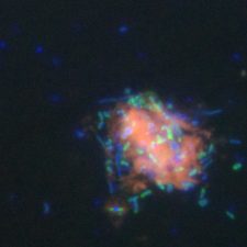MerryBacteriaPDF (1) An epifluorescence microphotograph of a complex bacterial community feasting on or associated with an oil floc (pink). Gammaproteobacteria (green) are the majority of cultured, well-studied alkane- and aromatics-degrading bacteria. Other bacteria (blue) thrive in close association with the oil particle and their gammaproteobacterial neighbors. (Photo by Luke McKay, Montana State University).
