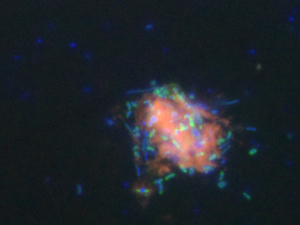An epifluorescence microphotograph of a complex bacterial community feasting on or associated with an oil floc (pink). Gammaproteobacteria (green) are the majority of cultured, well-studied alkane- and aromatics-degrading bacteria. Other bacteria (blue) thrive in close association with the oil particle and their gammaproteobacterial neighbors. (Photo by Luke McKay, Montana State University).