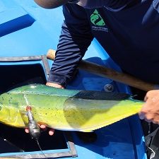 MahiMahiCatch_slider A mahi is loaded into a recovery tank after tagging. (Provided by RECOVER)