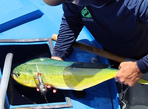 MahiMahiCatch_slider A mahi is loaded into a recovery tank after tagging. (Provided by RECOVER)