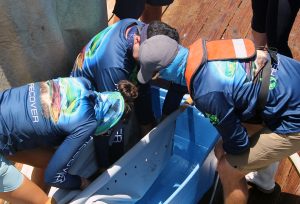 Researchers work together to lower a mahi into an oxygenated bin that will help keep the fish healthy during the tagging process. (Provided by RECOVER)