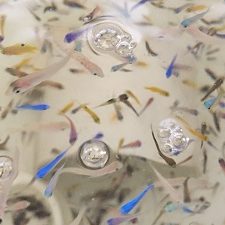Oil mixed larval fish species_slider This study (Nature Ecology & Evolution, Johansen et al., 2017) used larval fishes like this. Image by Jacob Johansen.