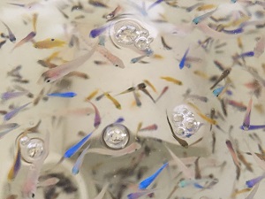 Oil mixed larval fish species_slider This study (Nature Ecology & Evolution, Johansen et al., 2017) used larval fishes like this. Image by Jacob Johansen.