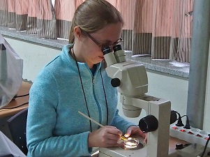 OLYMPUS DIGITAL CAMERA Melissa identifies a copepod at the Copepod workshop in South Korea. (Provided by Melissa Rohal)