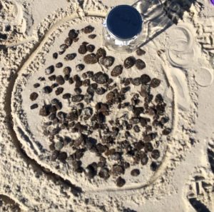 Researchers collected these highly weathered sand patties in about an hour along Gulf of Mexico beaches. Photo provided by Joseph M. Suflita.