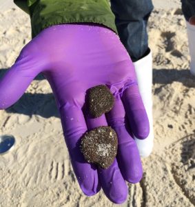Sand patties that researchers found in the swash zone of Gulf of Mexico beaches contain approximately 10-15% oil. Photo provided by Joseph M. Suflita.