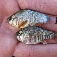 sheepshead minnow_slider Sheepshead minnow. Photo credit: C. Filosa