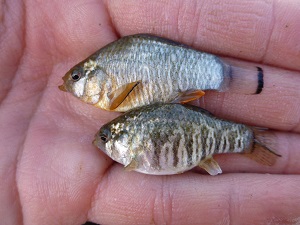 sheepshead minnow_slider Sheepshead minnow. Photo credit: C. Filosa