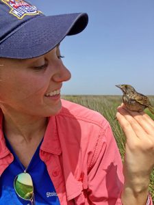 Allison checks a Seaside Sparrow after processing, which include measuring the tarsus, wing, and tail, checking for a brood patch or cloacal protuberance, and collecting various types of data. (Photo credit: Anna Perez-Umphrey)