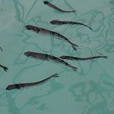 Photo by the research consortium RECOVER (Relationships of Effects of Cardiac Outcomes in fish for Validation of Ecological Risk).