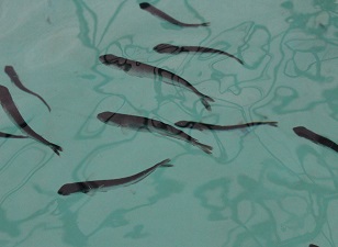 RECOVER photo_slider Photo by the research consortium RECOVER (Relationships of Effects of Cardiac Outcomes in fish for Validation of Ecological Risk).