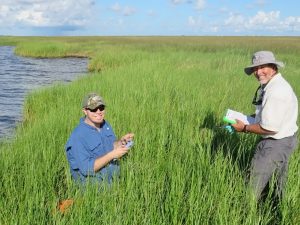 Study author Donald Deis (R) and Stephan Bourgoin (L) collect samples in a Louisiana marsh. Photo provided by D. Deis.