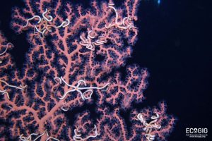 Paragorgia species of coral (“bubble gum coral”) photographed in the Gulf of Mexico June 2017. Photo courtesy of ECOGIG