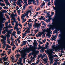 Paragorgia species of coral (“bubble gum coral”) photographed in the Gulf of Mexico June 2017. Photo courtesy of ECOGIG