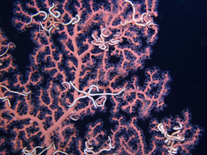 Paragorgia species of coral (“bubble gum coral”) photographed in the Gulf of Mexico June 2017. Photo courtesy of ECOGIG