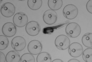 Mahi-mahi embryos beginning to hatch. Photo by RECOVER.